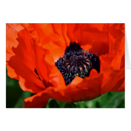 Oriental Poppy Cards (Front Horizontal)