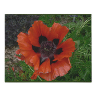 Oriental poppy    faux canvas print