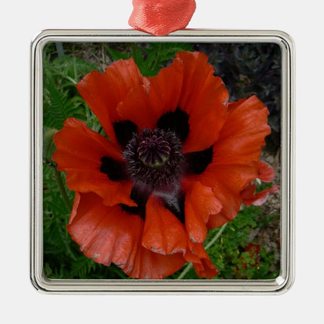 Oriental poppy   metal ornament (Front)