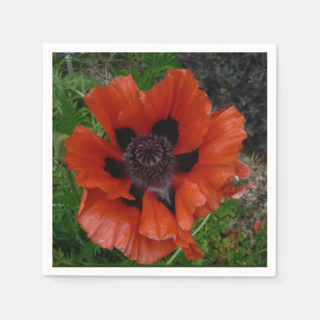 Oriental poppy   napkins (Front)