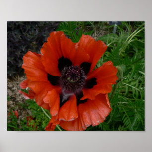 Oriental poppy poster