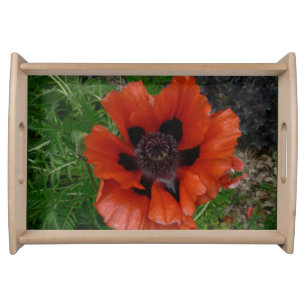 Oriental poppy     serving tray