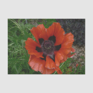 Oriental poppy        tissue paper