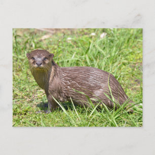 Oriental Small-clawed Otter in grass Holiday Postcard
