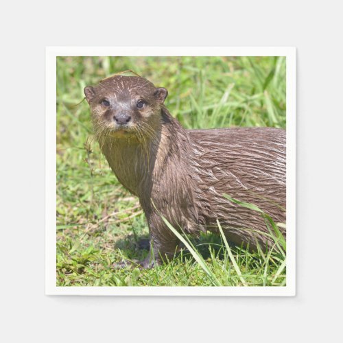 Oriental Small_clawed Otter in grass Napkins