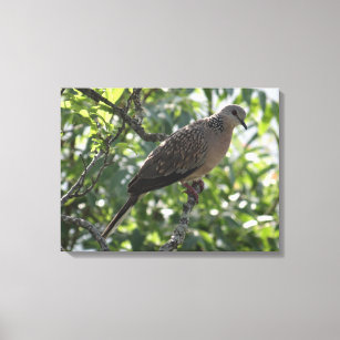 Oriental Turtle Dove on an Apricot Tree Photograph Canvas Print