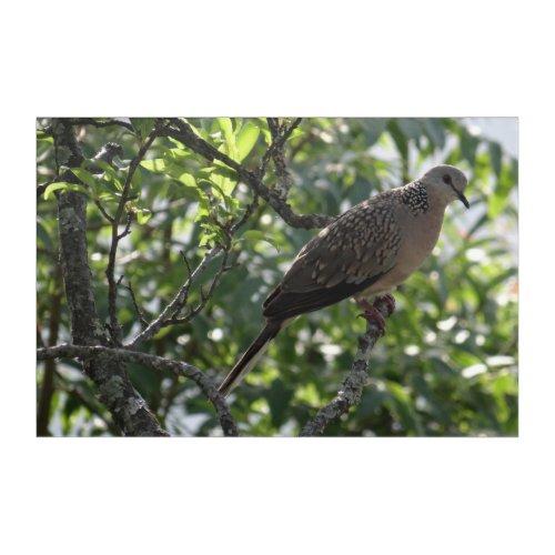 Oriental Turtle Dove on Apricot Tree Photography Acrylic Print