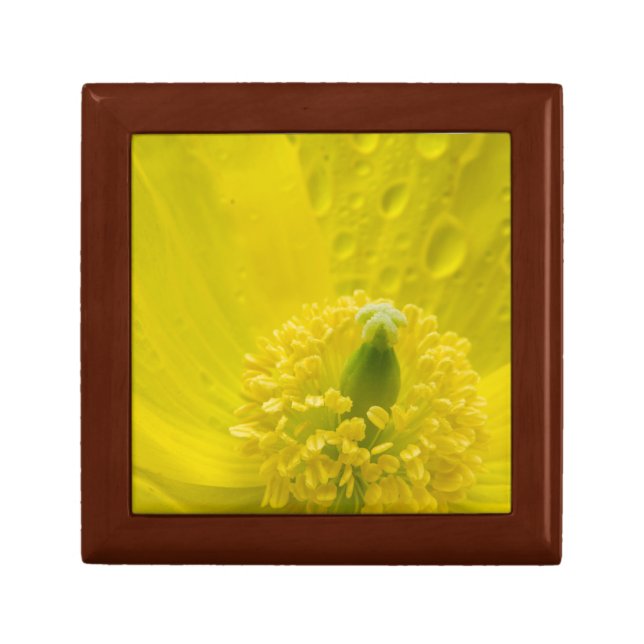 Oriental Yellow Poppy Gift Box (Front)