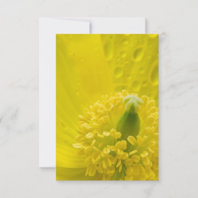 Oriental Yellow Poppy Invitation (Front)