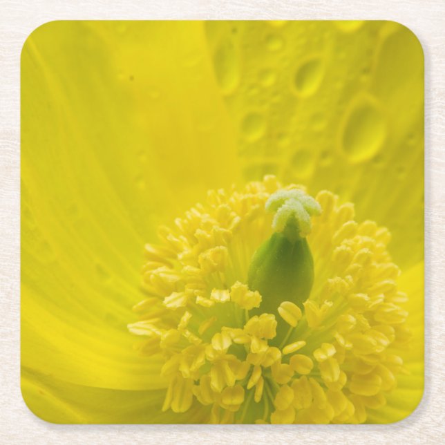 Oriental Yellow Poppy Square Paper Coaster (Front)