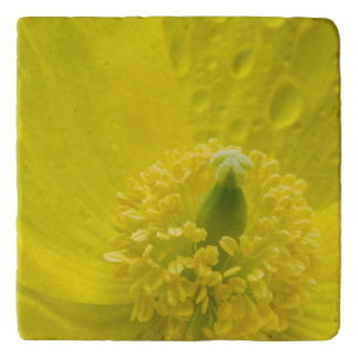 Oriental Yellow Poppy Trivet