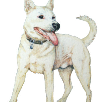 Original Picture Of A White American Bulldog Watch by artoriginals at Zazzle