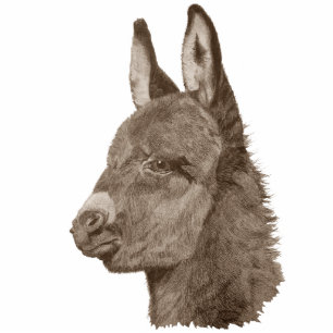 original portrait picture of cute baby donkey cutout