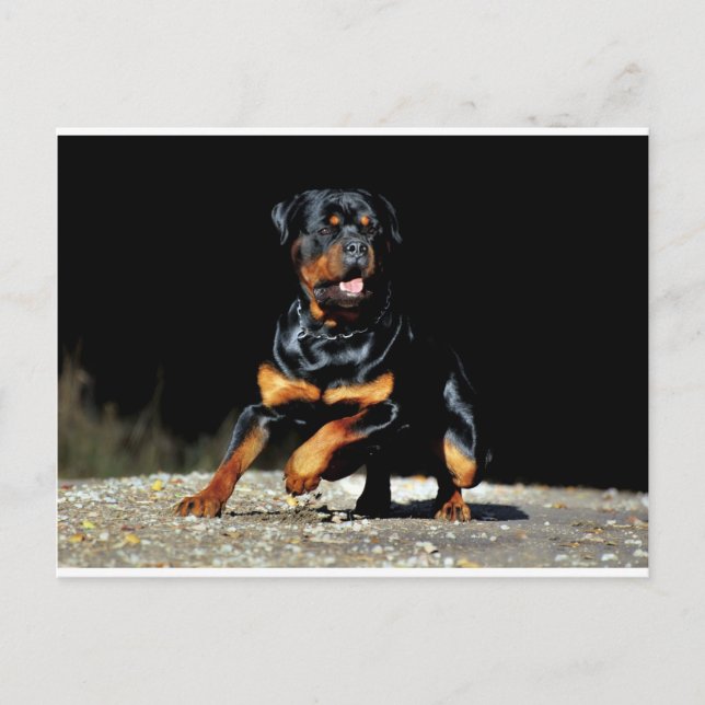 Original Rottweiler Postcard (Front)