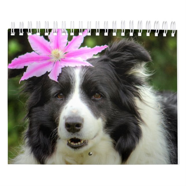 Original Unique Border Collie Dog Calendar (Cover)