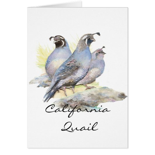 Original Watercolor California Quail. Bird (Front)