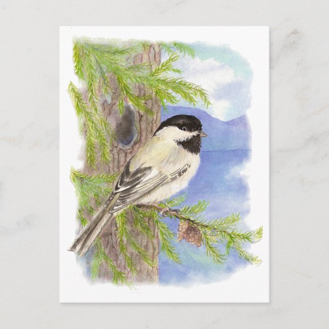 Original Watercolor Chickadee in Pine Tree Postcard (Front)