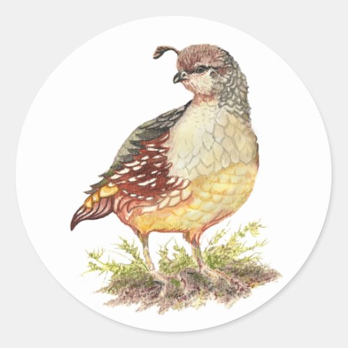 Original Watercolor Female California Quail_ Bird Classic Round Sticker