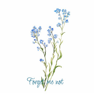 Original Watercolor Forget-me-not Garden Flower Cutout