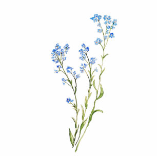 Original Watercolor Forget-me-not Garden Flower Cutout