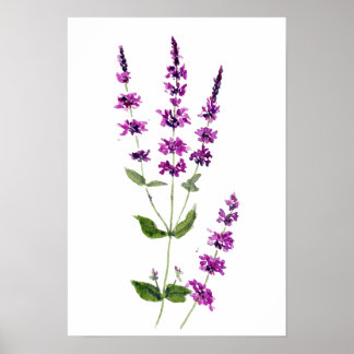 original watercolor painting purple salvia flowers poster