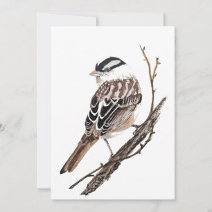 Original Watercolor White Crowned Sparrow Bird Card