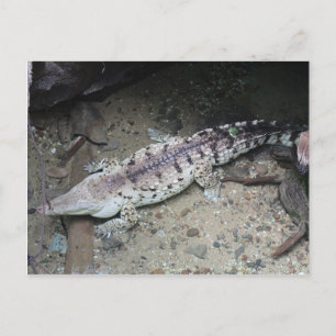 Orinoco Crocodile # 3 Postcard