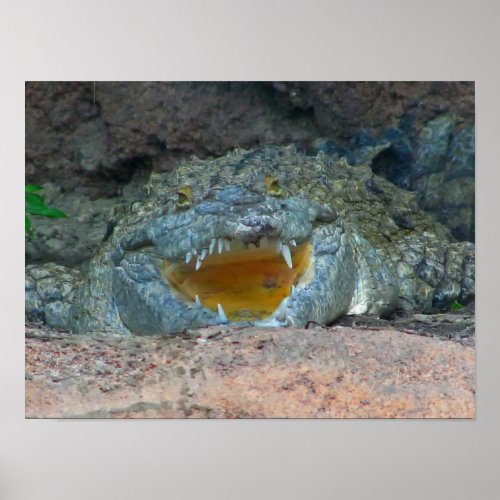 Orinoco Crocodile Poster