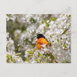 Oriole And Dogwood Postcard