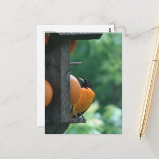 Oriole and Oranges Postcard
