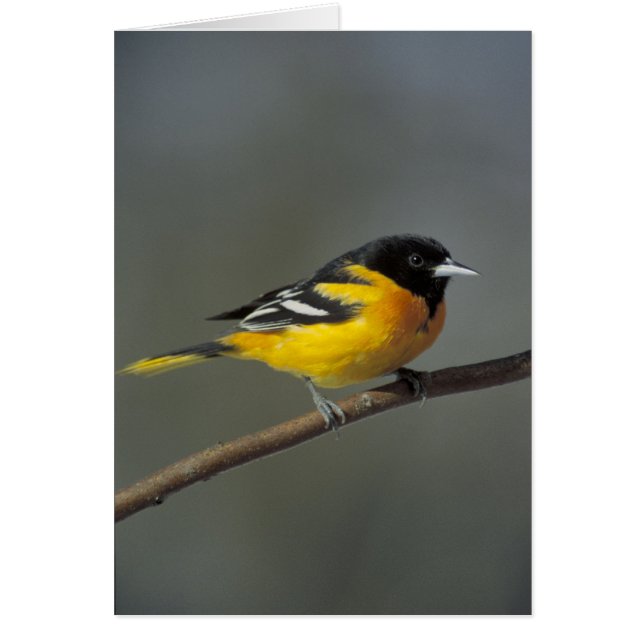 Oriole Cards (Front)