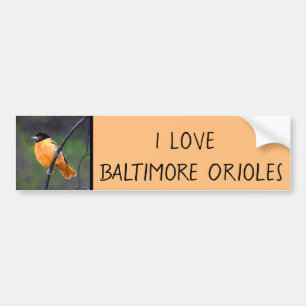Oriole Painting - Original Bird Art Bumper Sticker