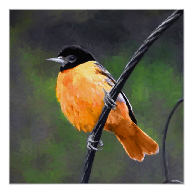 Oriole Painting - Original Bird Art Poster (Front)