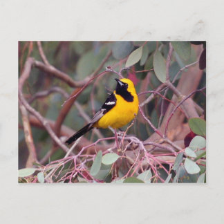 Oriole Postcard