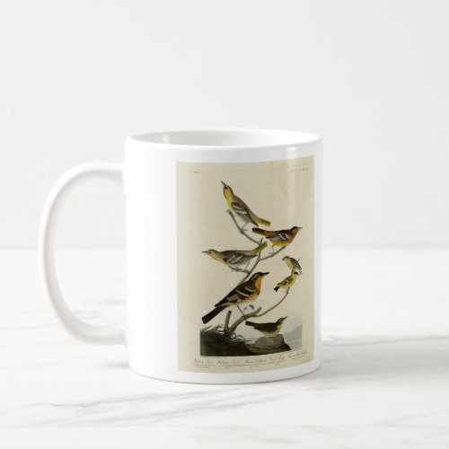 Orioles Thrushes from Audubons Birds of America Coffee Mug