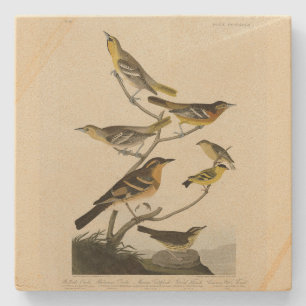 Orioles, Thrushes, from Audubon's Birds of America Stone Coaster