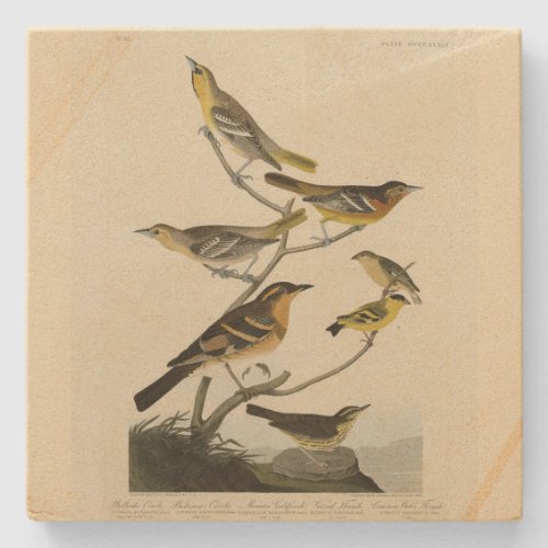 Orioles Thrushes from Audubons Birds of America Stone Coaster