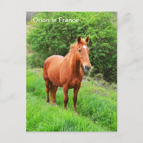 Orion horse in France Postcard