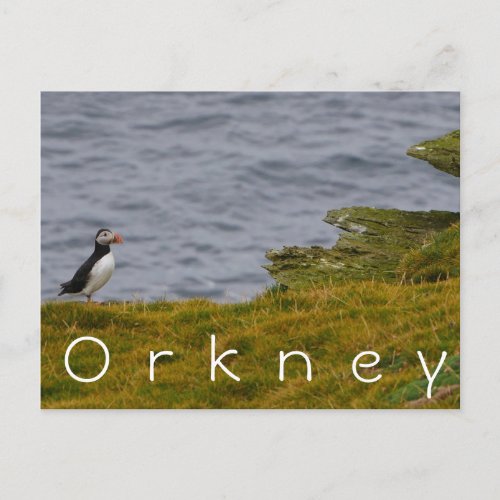 Orkney Puffin Postcard