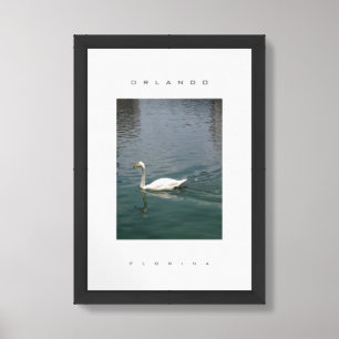 Orlando Florida White Swan Wildlife Travel Framed Art