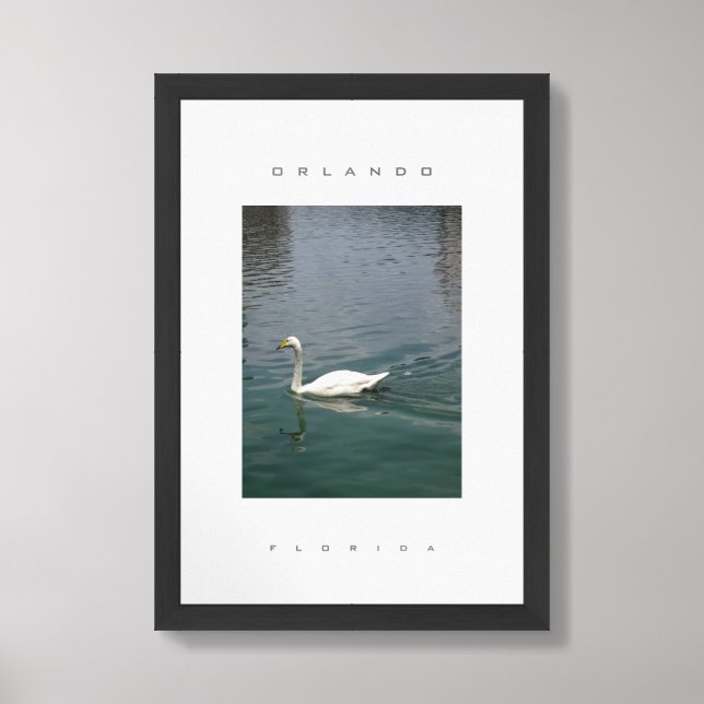 Orlando Florida White Swan Wildlife Travel Framed Art (Framed Front)