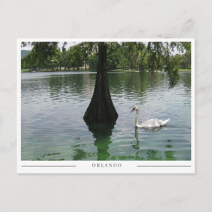 Orlando Swan - Park Lake in Florida Postcard