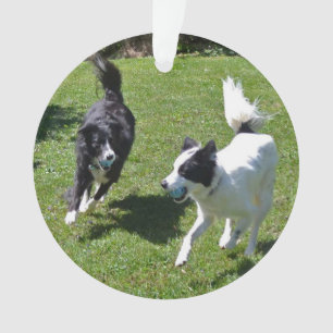 ornament  -  Border Collies Playing Ball 