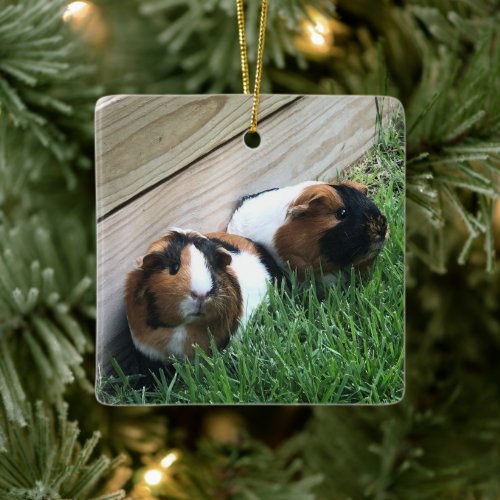 Ornament _ Guinea Pigs