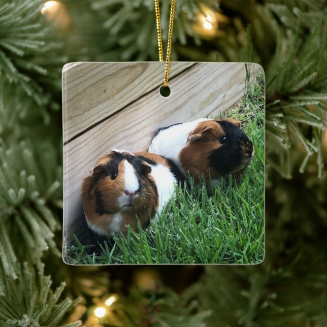 Ornament - Guinea Pigs (Tree)