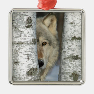 ornament with pic of gray wolf in some birch trees