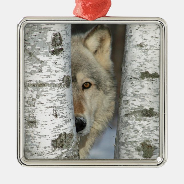 ornament with pic of gray wolf in some birch trees (Front)