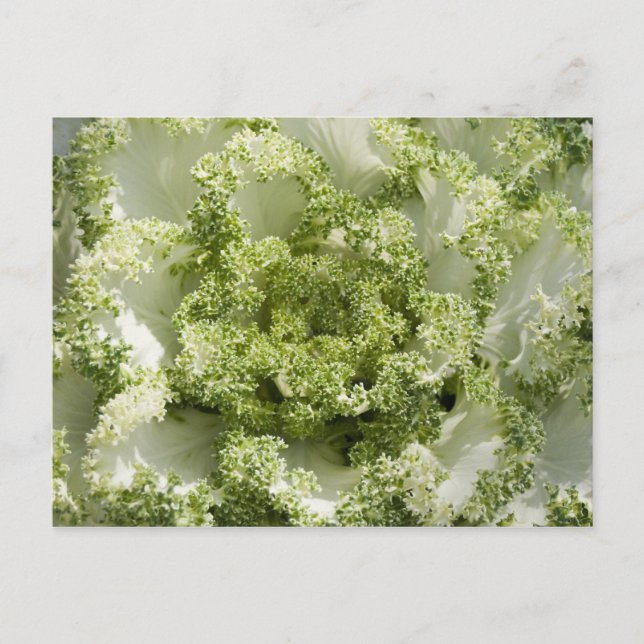 Ornamental Cabbage Postcard (Front)