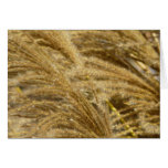 Ornamental Grasses in Fall Cards