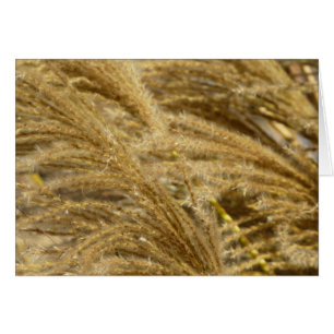 Ornamental Grasses in Fall Cards